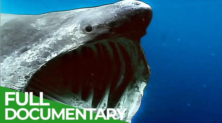 Phantoms of Evolution – The Unknown Underwater Predators | Free Documentary Nature