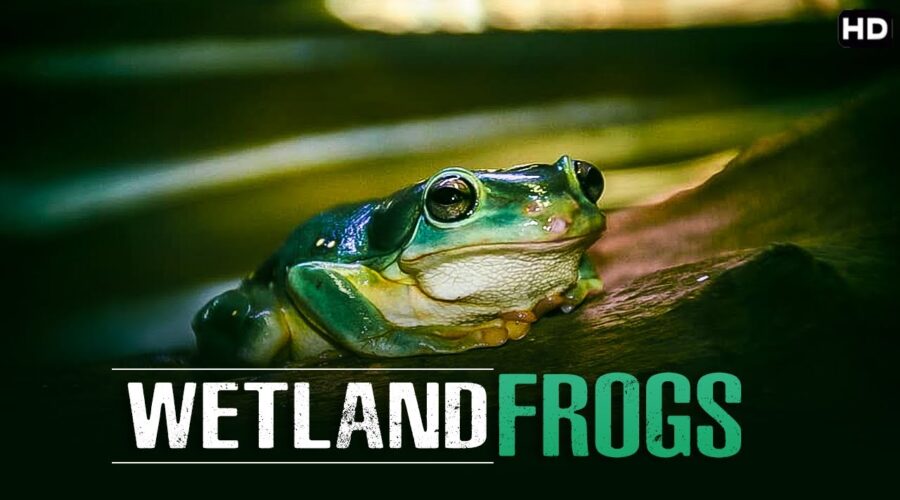 दुनिया सबसे कम बचे है यह प्राणी देखिये असलीयत | Wetland Frogs