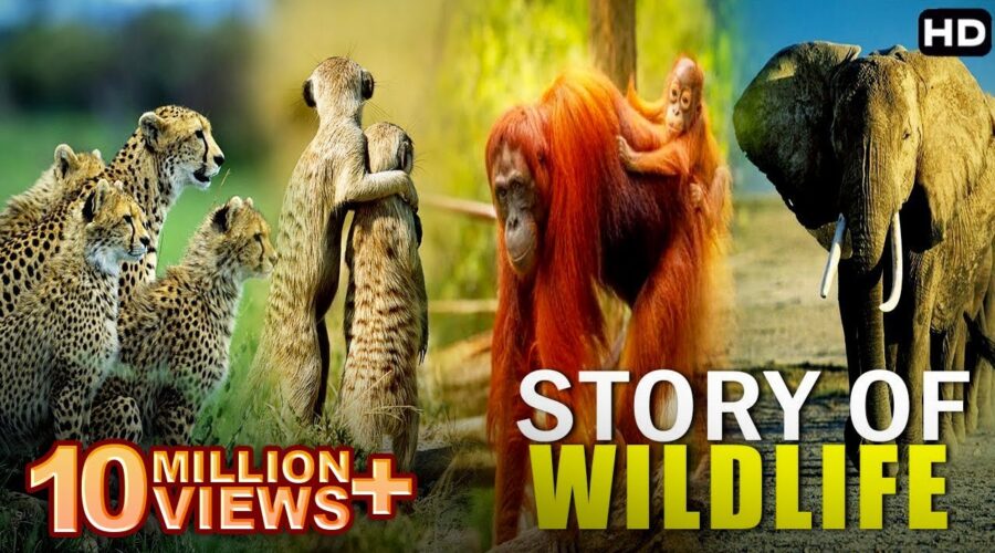 इंसनोकीही तरह होती हे इनकी जिंदगी | Real Story Of Wildlife