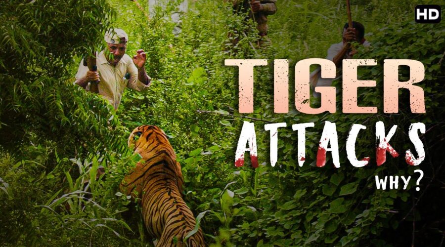 क्यूँ कर रहे शेर इनसानो पें हमला | Why Tiger Attacks On Human Beings