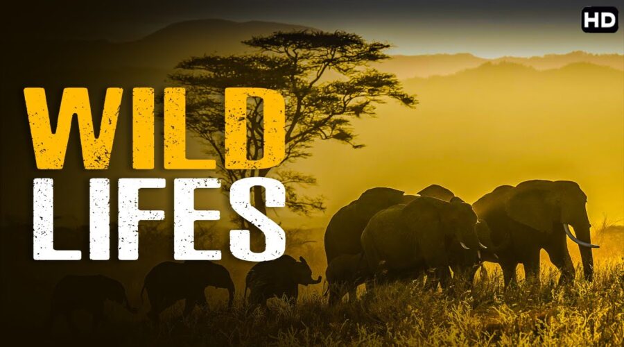 जंगल कि खतरनाक दुनिया | Wild Lifes – Dangerous world of the jungle