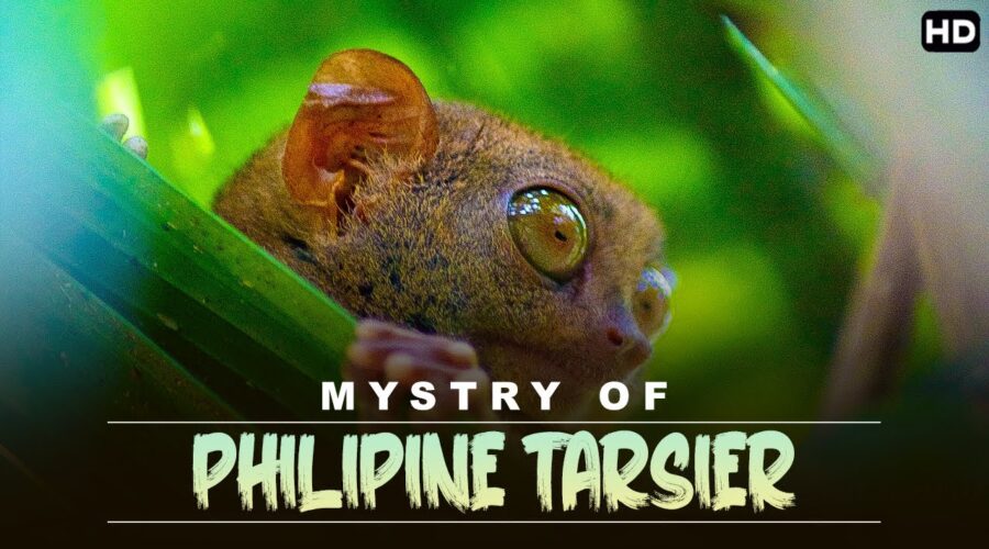 दुनिया कि सबसे दुर्भल प्रजाती के जानवर | Mystry Of Philipine Tarsier