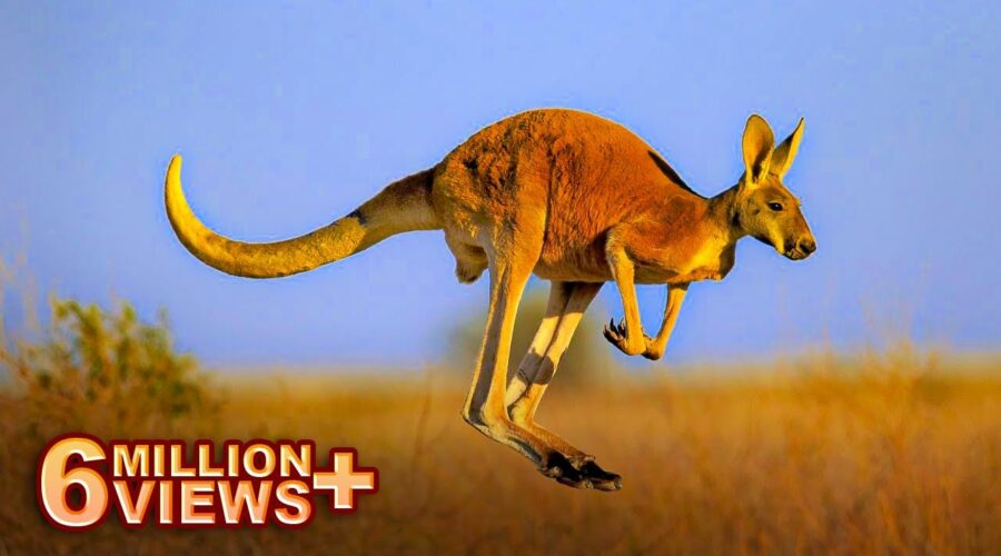 कांगारू रेगिस्तानमें ही क्यूँ पाये जाते है | Reality Of Kangaroos