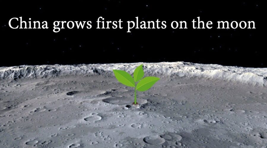 चांद पर कपास का पेड़ उगाकर चीन ने रचा इतिहास| Cotton sprouts are the first plant to grow on the moon|