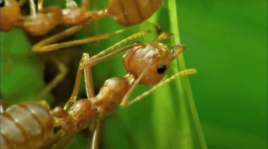 5 Reasons Ants Are Amazing | BBC Earth