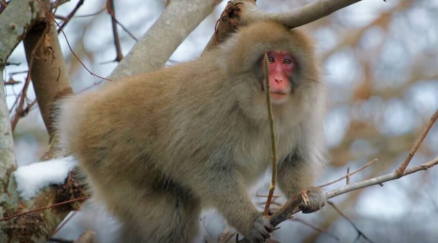 A Collection Of Wild Winter Moments  | BBC Earth