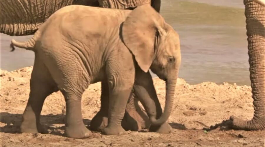 Baby Elephant Plays In The Sand | Secret Life Of Elephants | BBC Earth