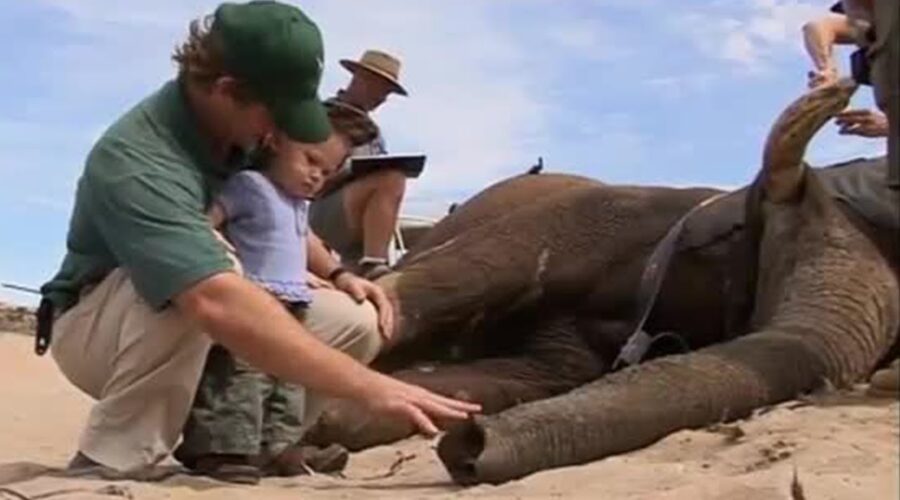 Baby Meets Wild Desert Elephant | Vet Safari | BBC Earth