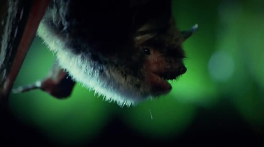 Bats are Master Hunters | Deadliest Showdowns | BBC Earth