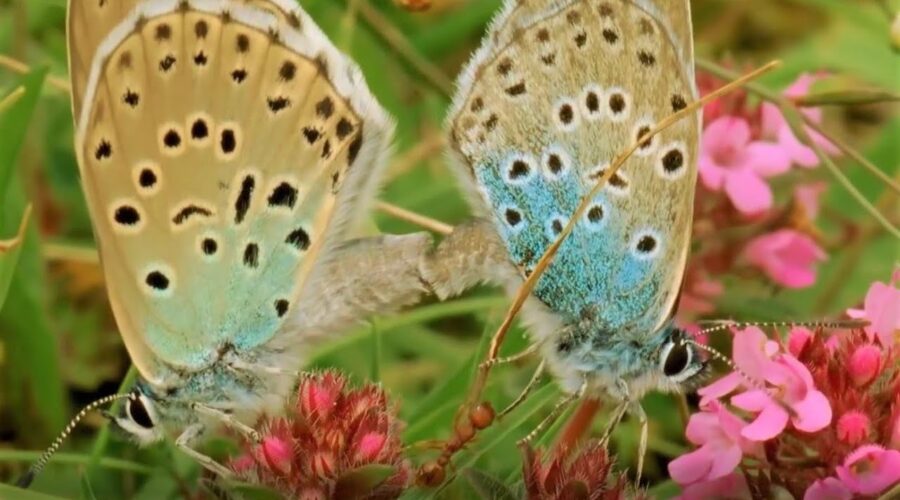 Beautiful Butterfly Moments | BBC Earth