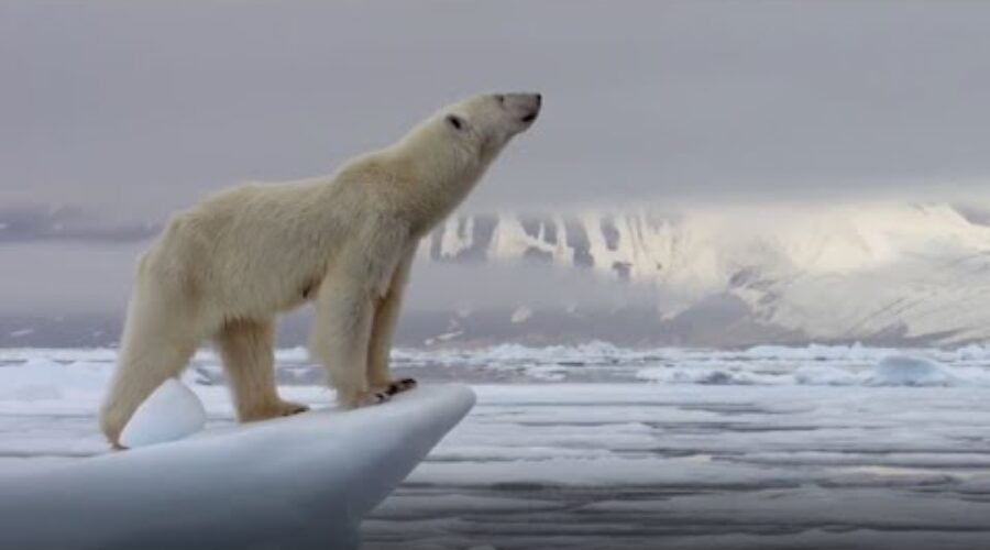 Best Polar Bear Moments | Part 1 | BBC Earth