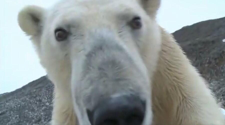 Best Polar Bear Moments | Part 2 | BBC Earth