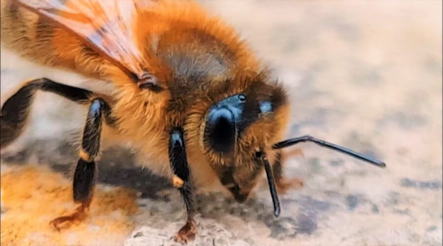 Buzz Words: The Bee Dictionary | Animal Einsteins | BBC Earth