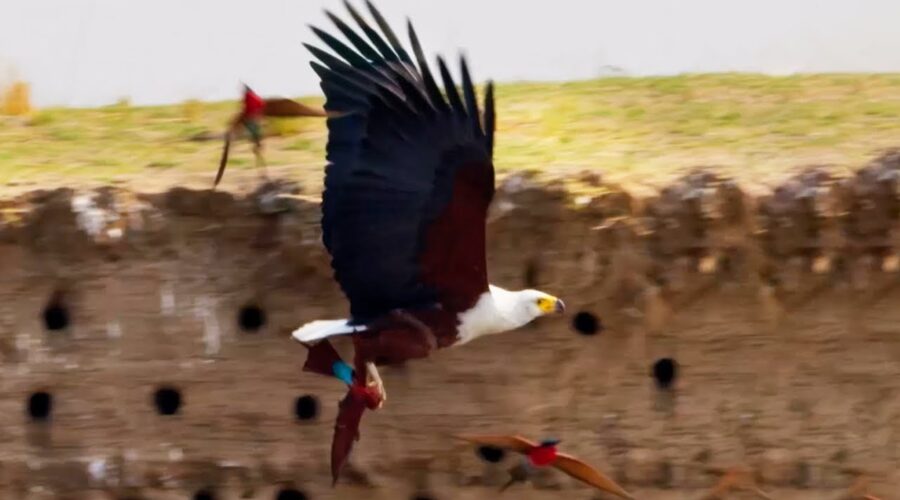 Eagle Plucks Prey in Flight | A Perfect Planet | BBC Earth