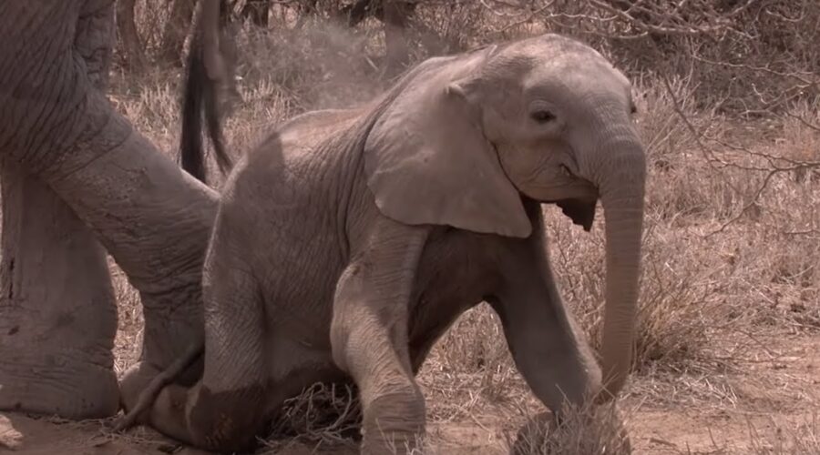 Elephant Mother Faces Horrible Decision |  Africa | BBC Earth