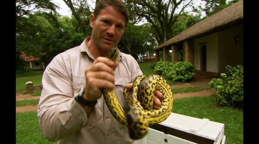 Eye to eye with a yellow anaconda | Deadly 60 | Series 2 | BBC