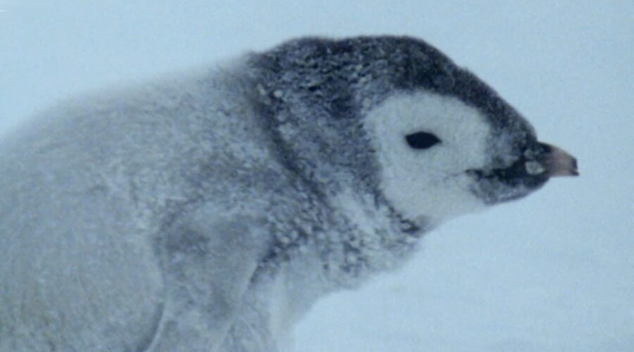 Fighting Over Abandoned Penguin Chick | Natural World: Penguins Of The Antarctic | BBC Earth