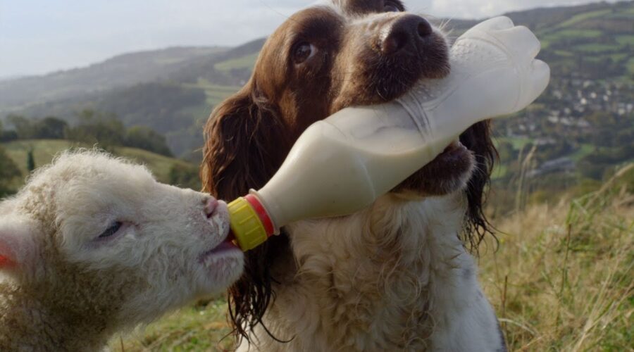 Guide Dogs Are Truly Amazing | Secret Life of Dogs | BBC Earth