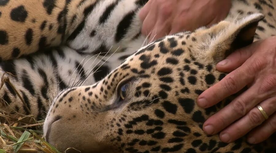 Jaguar Orphan Fights Mystery Illness | Jaguars Born Free | BBC Earth