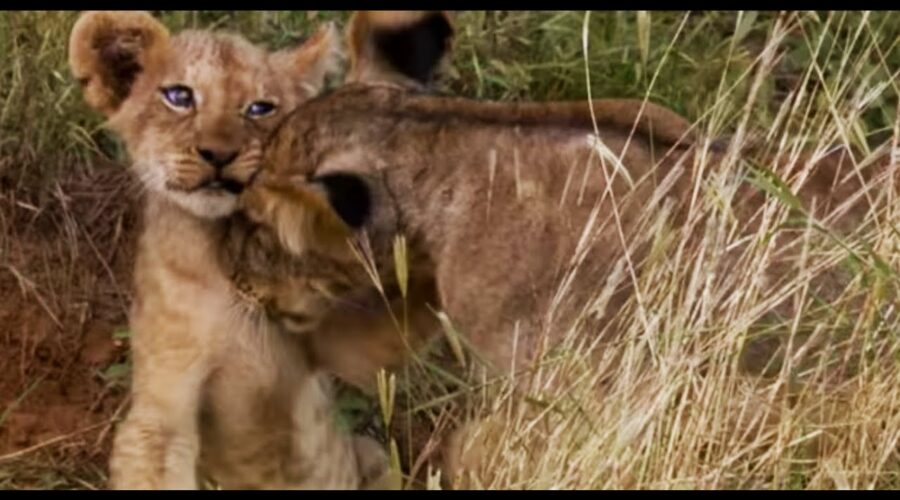 Lion Cubs Fight To Feed | This Wild Life | BBC Earth