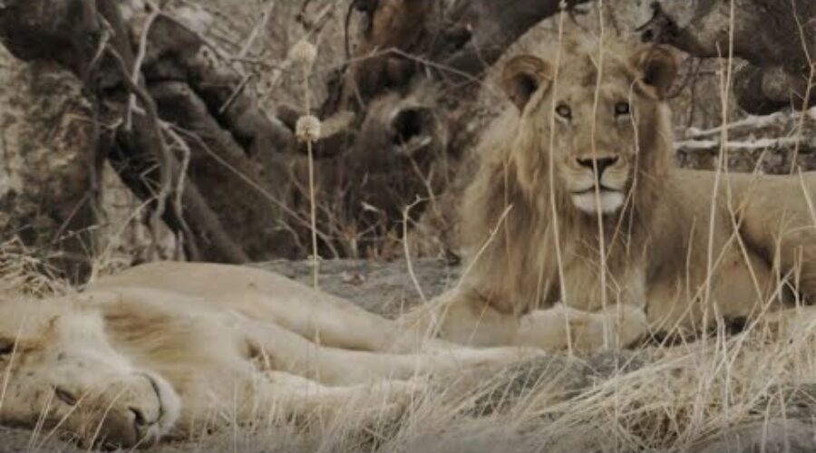 Living Alongside African Wildlife | Waterhole: Africa’s Animal Oasis | BBC Earth