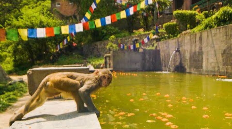 Monkeys DIVE Into Pool For Fun | Primates | BBC Earth