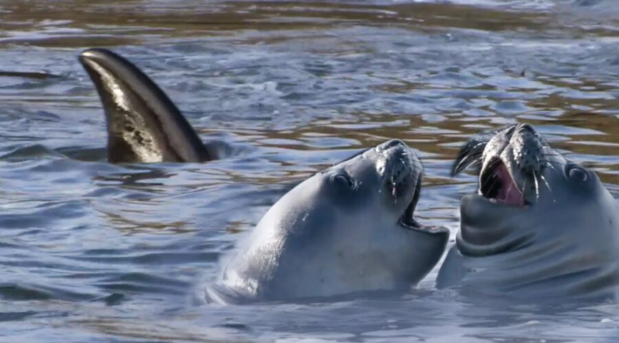 Orca’s Extraordinary Hunting Technique | A Perfect Planet | BBC Earth