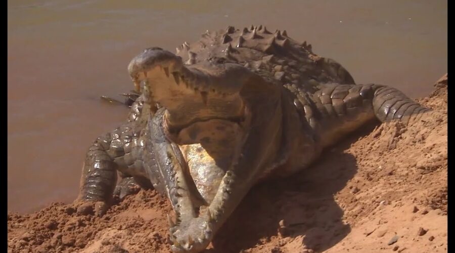 Orinoco Crocodile Protects Her Nest | Deadly 60 | BBC Earth