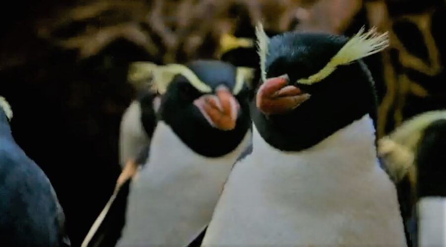 Penguins Of The Forest |  Meet The Family | BBC Earth