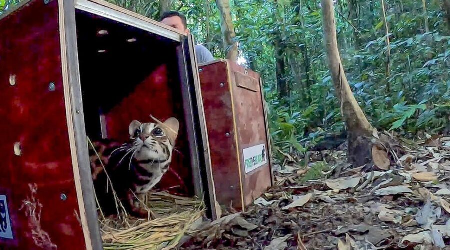 Releasing Rescued Animals Back Into The Wild | BBC Earth