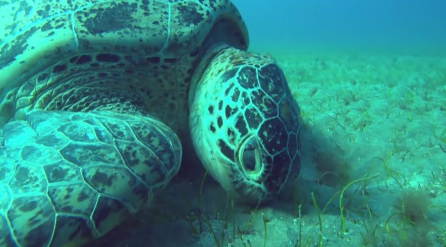 Seagrass In Dubai Palms | Wild Arabia | BBC Earth