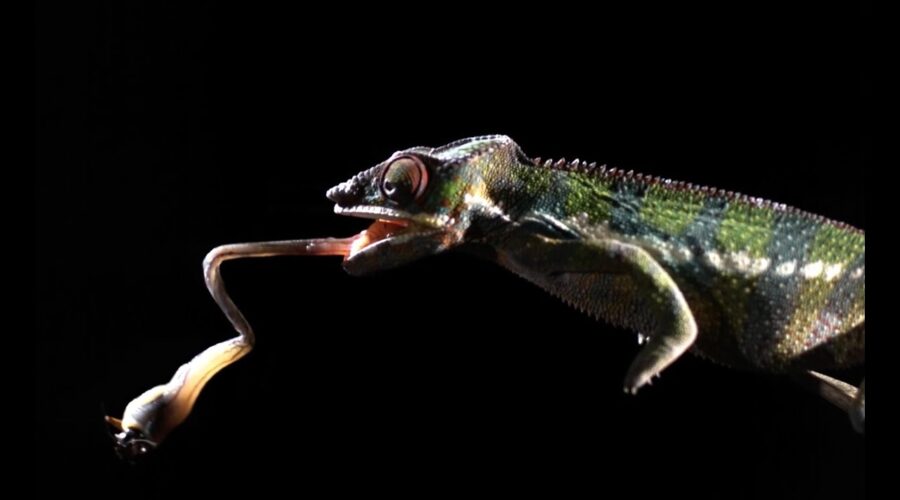 Shooting Chameleon Tongue in Super Slow Motion | BBC Earth