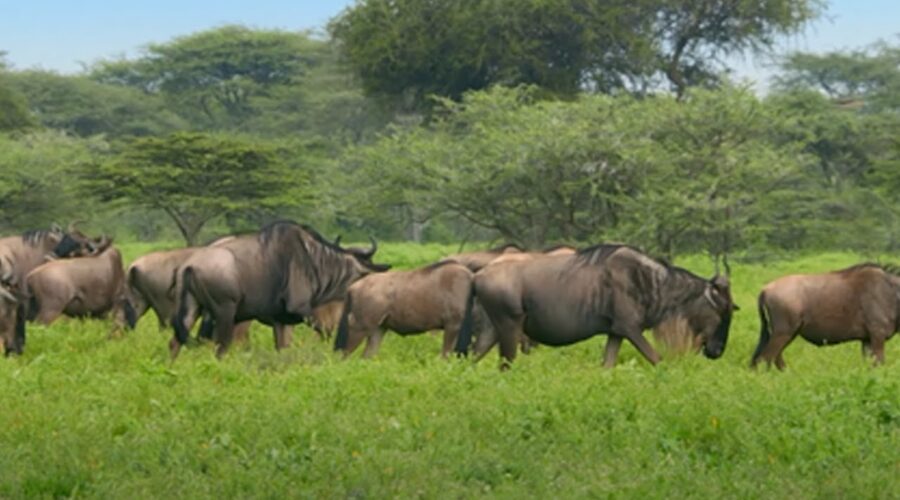 The Greatest Mammal Migration | Waterhole: Africa’s Animal Oasis | BBC Earth