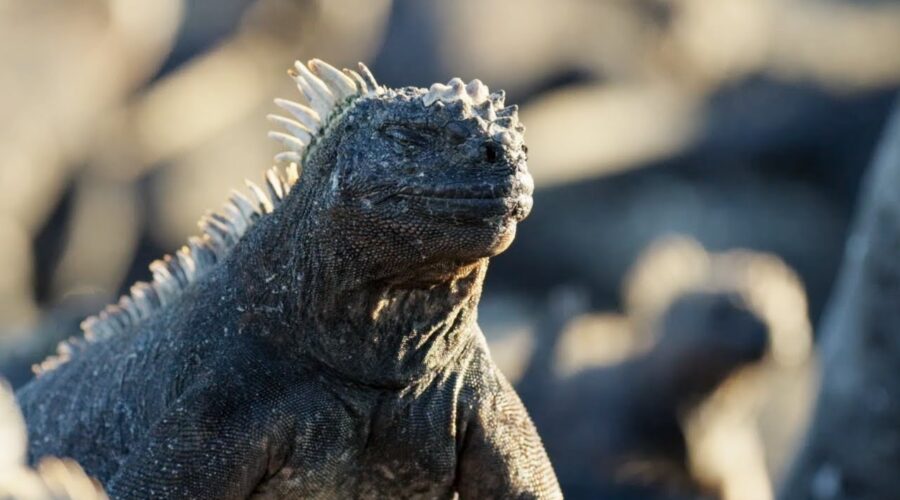 The Marine Iguana | A Perfect Planet | BBC Earth