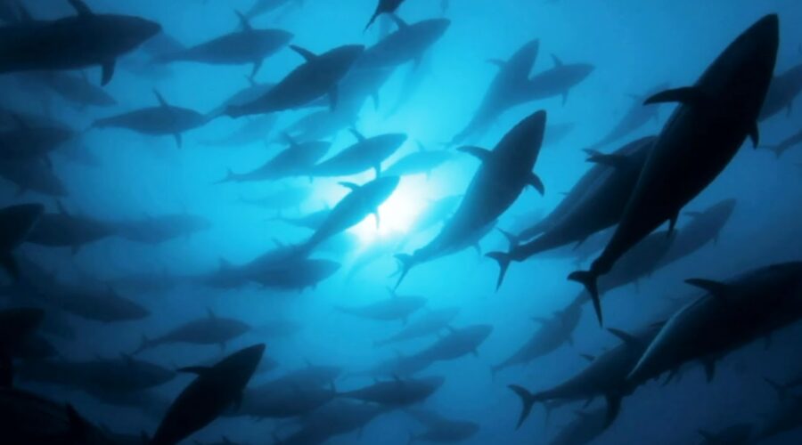 Tracking Bluefin Tuna | A Perfect Planet | BBC Earth