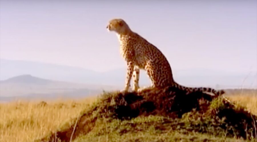 Watching Over the Masai Mara | Little Big Cat | BBC Earth