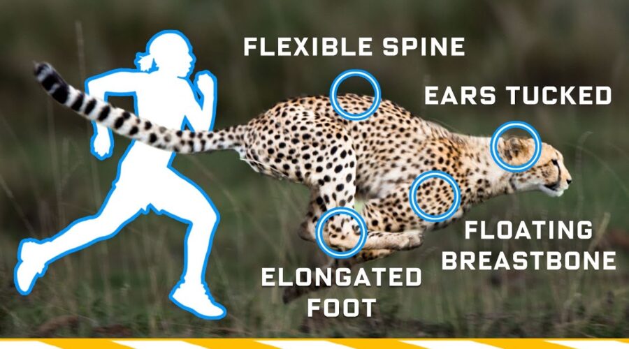 Why Humans Can’t Run Cheetah Speeds (70mph) and How We Could | WIRED