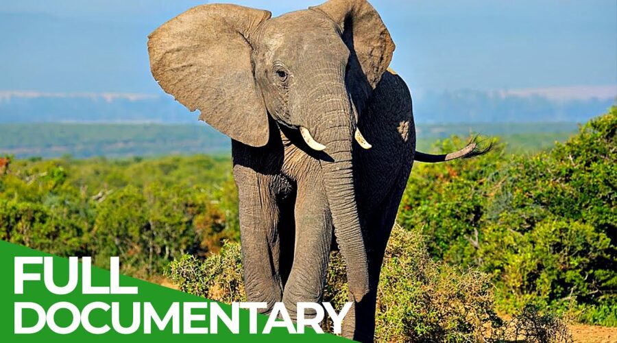 Wildlife Africa & Asia: Elephants | Free Documentary Nature